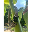Cobra Braid in Tan - Handmade Dog Collar Handmade Braided Collars Pawsh Pup Co.