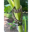 Cobra Braid in Tan - Handmade Dog Collar Handmade Braided Collars Pawsh Pup Co.