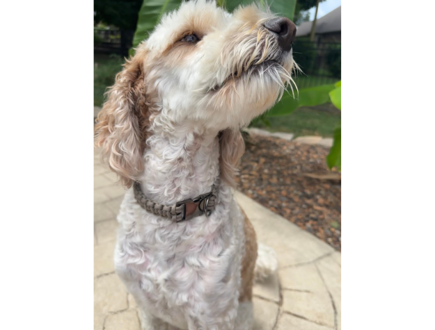 Cobra Braid in Tan - Handmade Dog Collar Handmade Braided Collars Pawsh Pup Co.