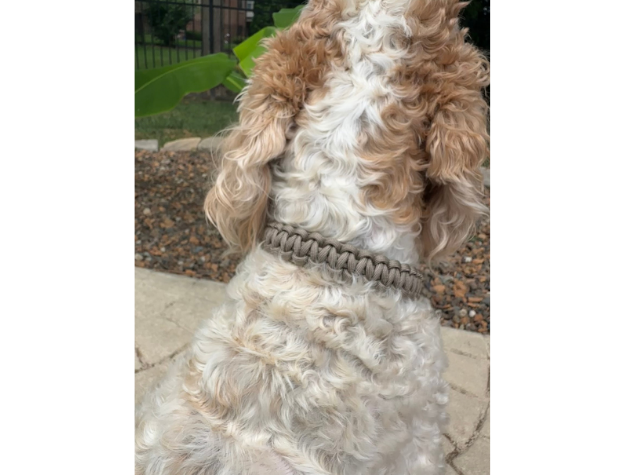 Cobra Braid in Tan - Handmade Dog Collar Handmade Braided Collars Pawsh Pup Co.