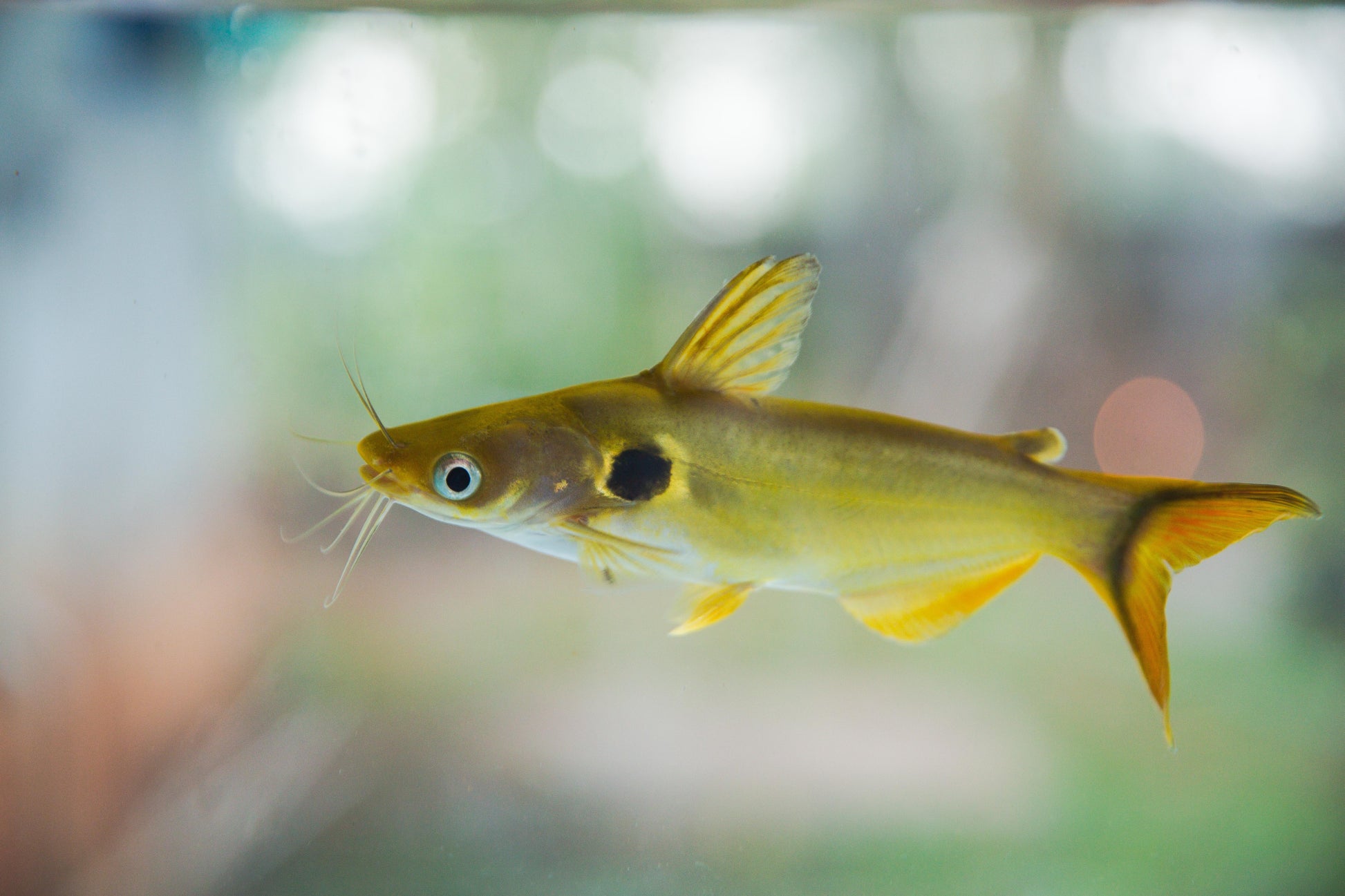 Sun Catfish (Horabagrus brachysoma) CATFISH Danaqua Live Fish & More