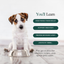 Whole Pet Wellness Academy: The Pet Parent Holistic Health Toolkit DIY Holistic Health Course Dr. Ruth Roberts