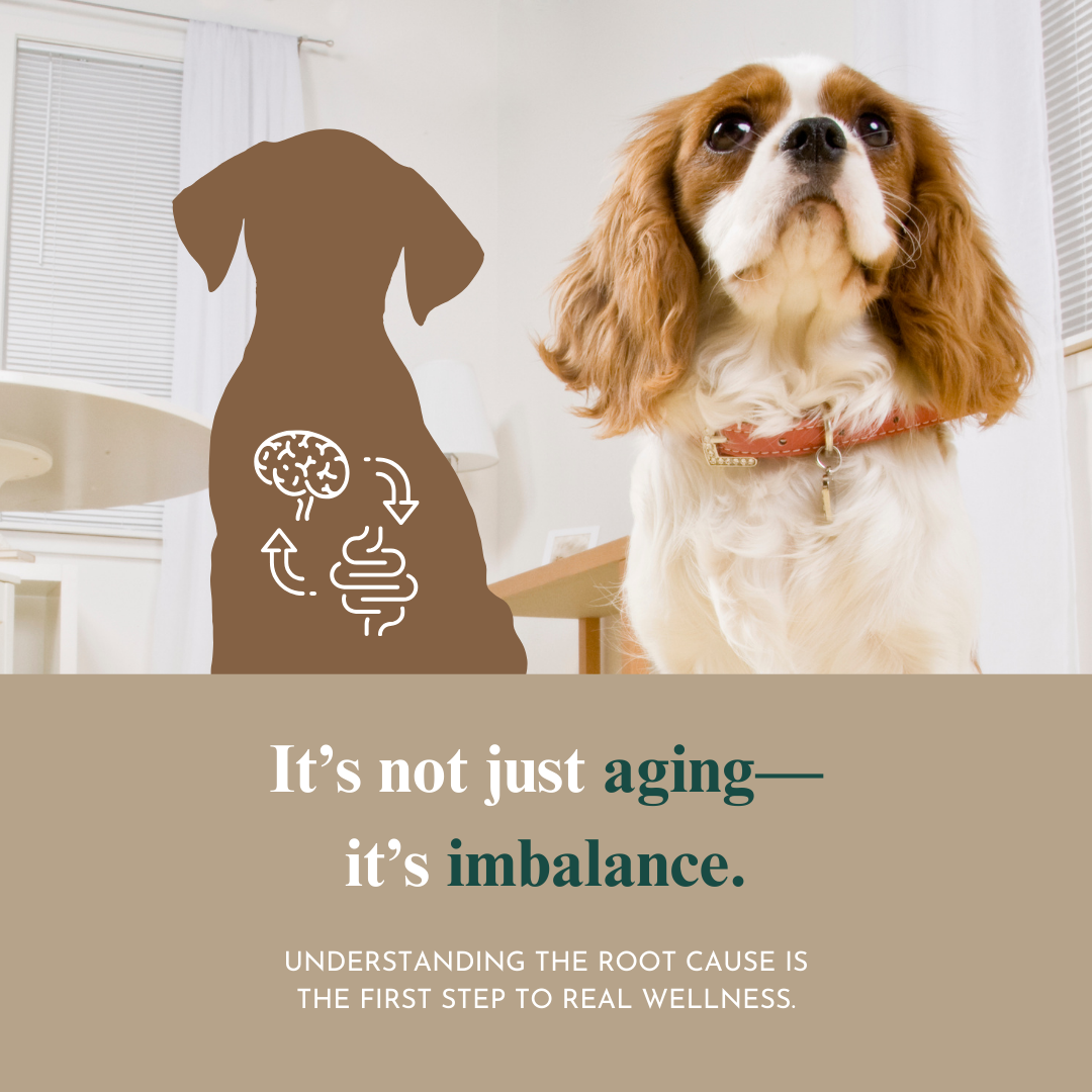 Whole Pet Wellness Academy: The Pet Parent Holistic Health Toolkit DIY Holistic Health Course Dr. Ruth Roberts