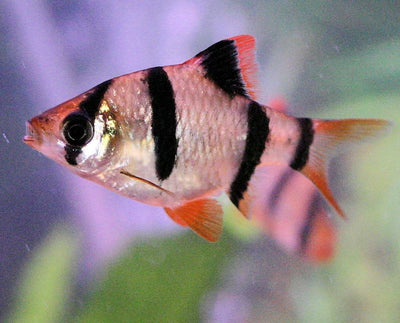 Tiger Barb Colored BARB Danaqua Live Fish & More