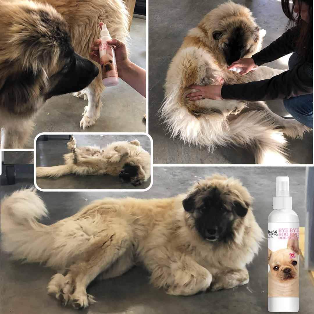 Bye Bye Boo Boo™ Dog Spray BBBB SPRAY The Blissful Dog