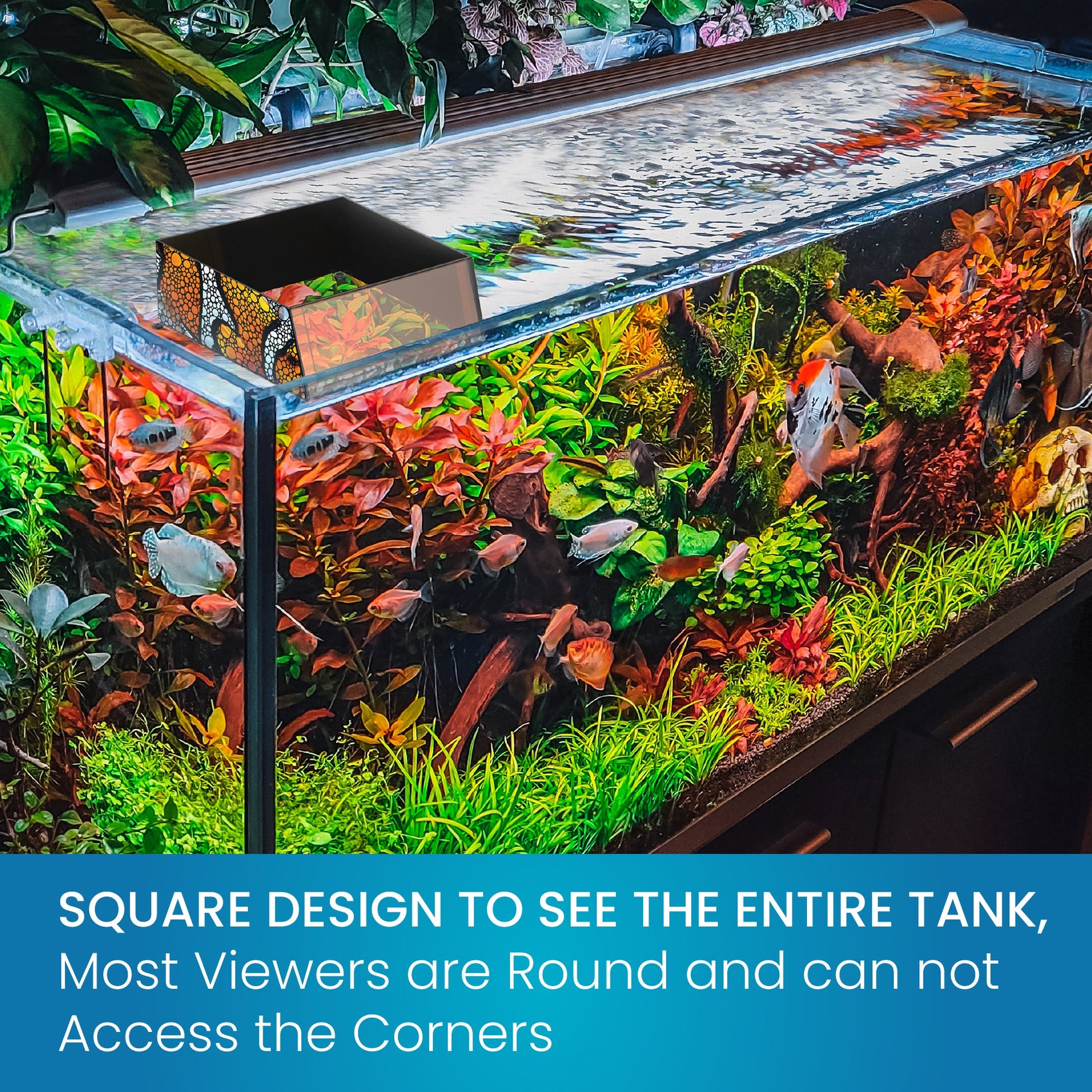 Top Down Viewer Clownfish - 8" panel Show Flipper Aquarium Products