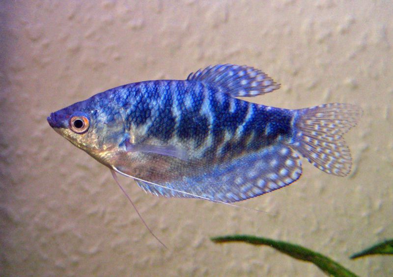 Blue gourami GOURAMI Danaqua Live Fish & More