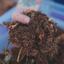 TropicalBase Terrarium Mix; Bioactive Ready to Use Substrate ReptiChip LLC