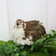 Celadon Coturnix Hatching Eggs - true blue layers Buddys Hatchery