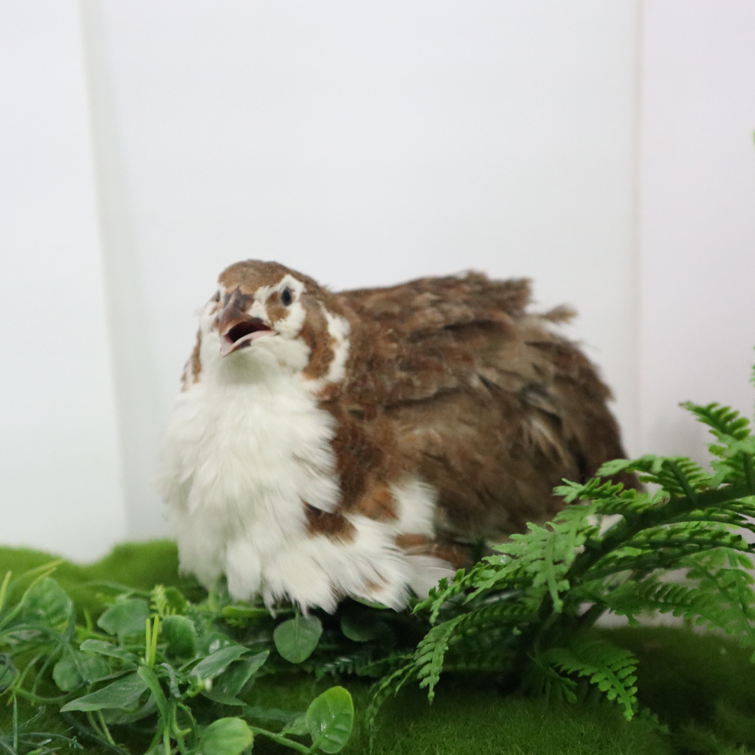 Celadon Coturnix Hatching Eggs - true blue layers Buddys Hatchery