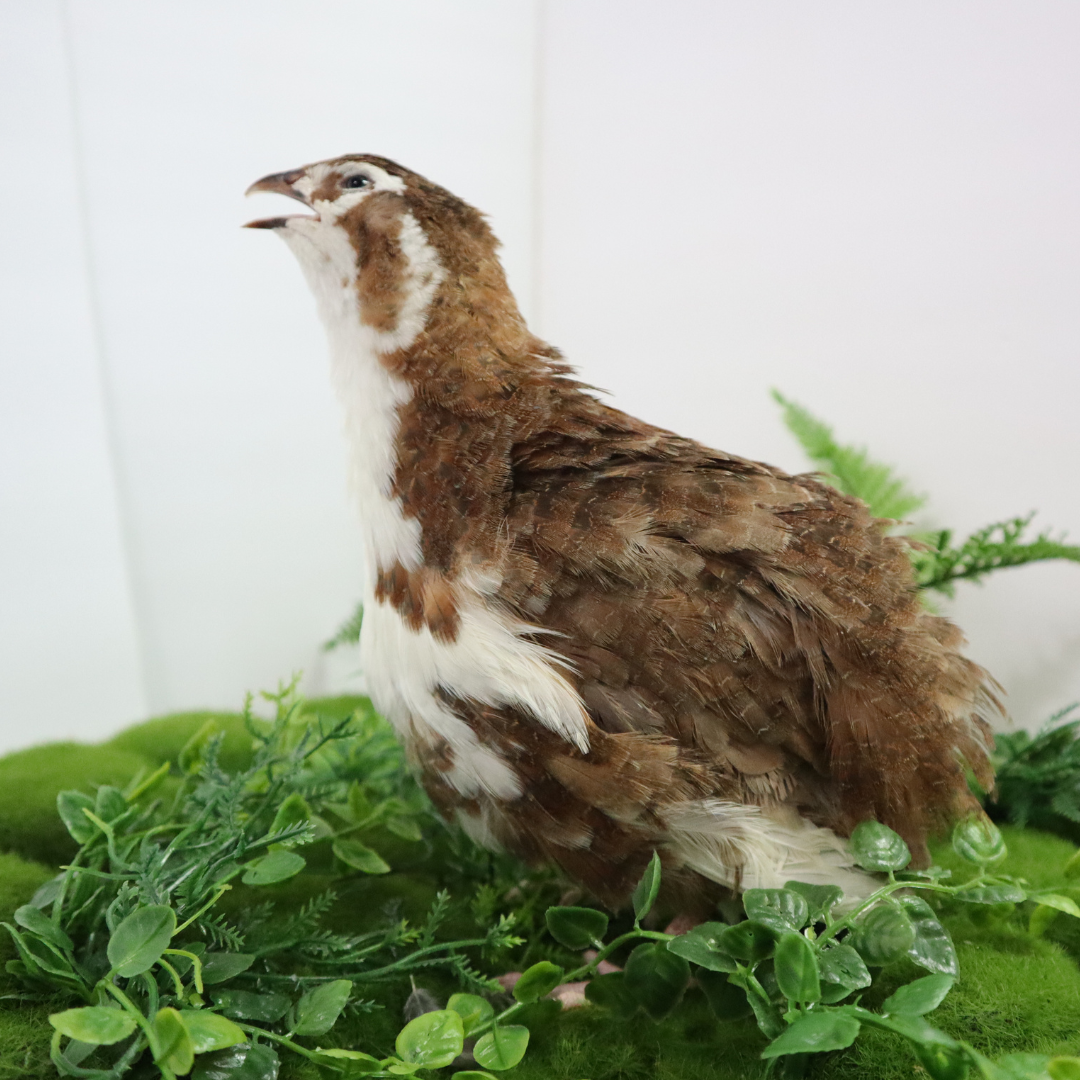 Celadon Coturnix Hatching Eggs - true blue layers Buddys Hatchery