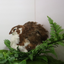 Celadon Coturnix Hatching Eggs Buddys Hatchery