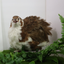 Celadon Coturnix Hatching Eggs Buddys Hatchery