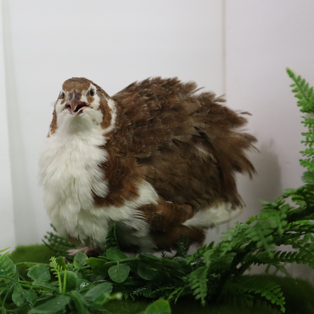 Celadon Coturnix Hatching Eggs Buddys Hatchery