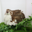 Celadon Coturnix Hatching Eggs - true blue layers Buddys Hatchery