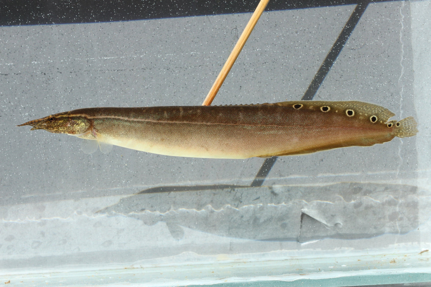 Spiney Eel MISCELLANEOUS Danaqua Live Fish & More