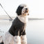 Brooklyn Cashmere Cardigan, Charcoal XL Sweaters BESPOKE PAWS