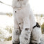 Brooklyn Cashmere Cardigan—NYC Designer Original XL Powder Blue Sweaters BESPOKE PAWS