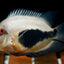 Uaru cichlid (triangle cichlid) 5"-6" AMERICAN CICHLID Danaqua Live Fish & More