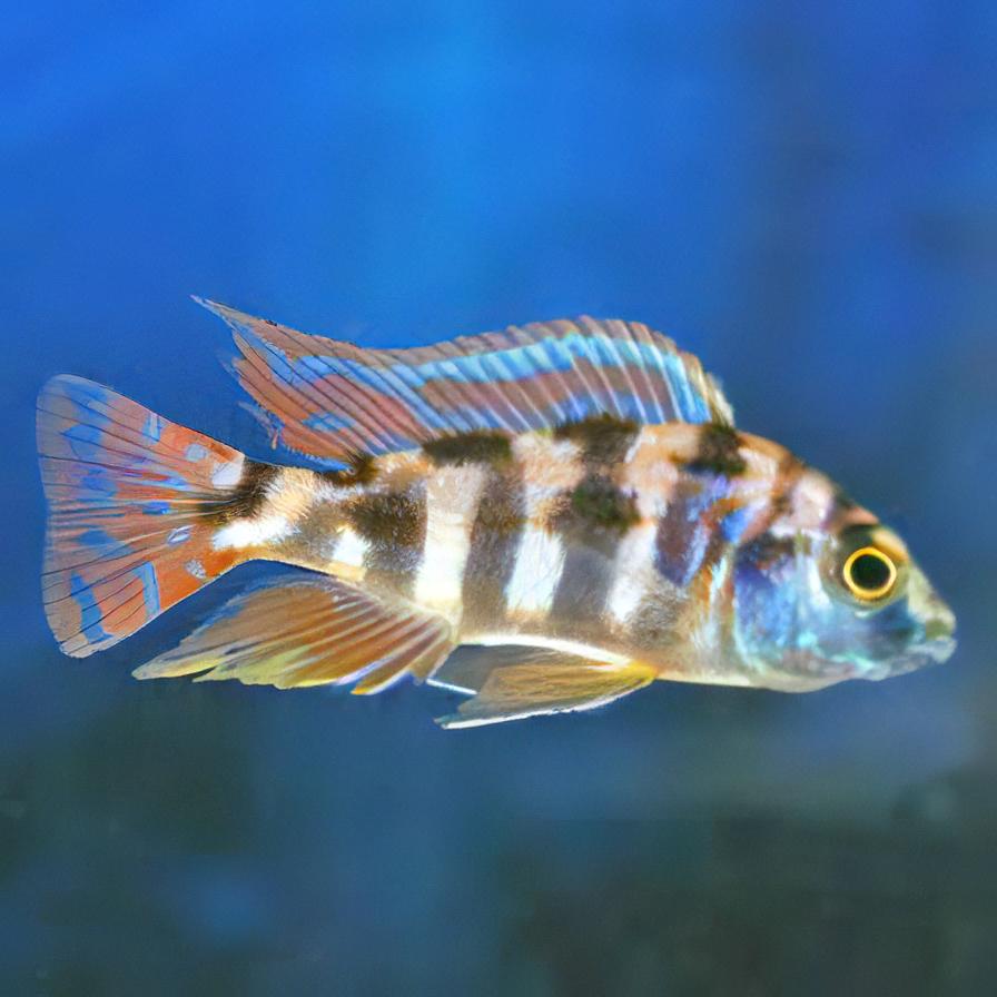 Placidochromis milomo VC-10 2" AFRICAN CICHLIDS Danaqua Live Fish & More
