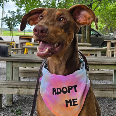 Adopt Me Tie Dye Dog Bandana Best Seller Dog Bandana Happy Tails Outfitters
