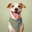 Daisy Dog Bandana Dog Bandana Happy Tails Outfitters