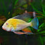 Albino Geophagus Heckelii- Albino Threadfin Acara 2.5"-3" AMERICAN CICHLID Danaqua Live Fish & More