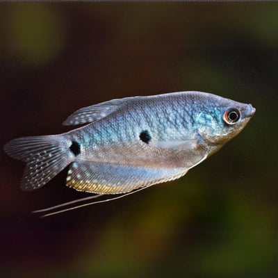 Three spot gourami (Opaline Gourami) GOURAMI Danaqua Live Fish & More
