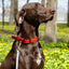 Biothane Working Dog Lead 4ft Leashes, Biothane Dog Leads Dogline
