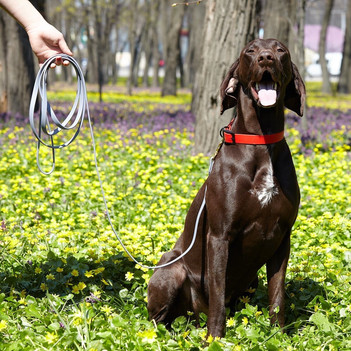 Biothane Working Dog Lead 6ft Leashes, Biothane Dog Leads Dogline
