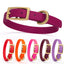 Viper Biothane Waterproof Dog Collar with Brass Hardware Dog Collars Dogline
