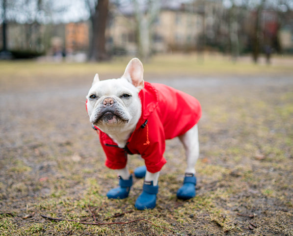 WagWellies® by wagwear Dog Footwear Wagwellies