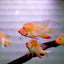 Albino Geophagus Heckelii- Albino Threadfin Acara 2.5"-3" AMERICAN CICHLID Danaqua Live Fish & More