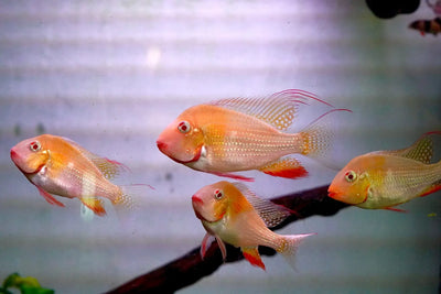 Albino Geophagus Heckelii- Albino Threadfin Acara 2.5"-3" AMERICAN CICHLID Danaqua Live Fish & More