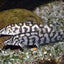 Pakistani Loach Yoyo Loach (Botia almorhae) LOACH Danaqua Live Fish & More