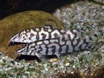 Pakistani Loach Yoyo Loach (Botia almorhae) LOACH Danaqua Live Fish & More