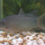 COLORED BOTIA (LOACH) LOACH Danaqua Live Fish & More