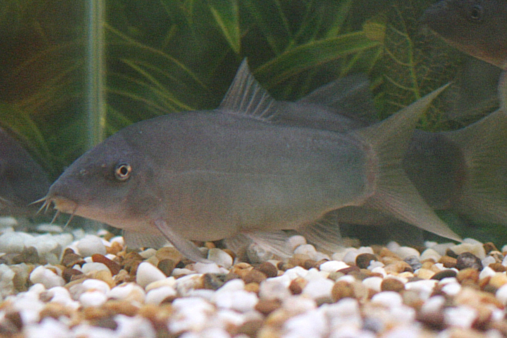 COLORED BOTIA (LOACH) LOACH Danaqua Live Fish & More