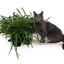 Cat Hammock Wall with Planter Onyx Bamboo Natural Canvas 16" Cat Hammock Catastrophic Creations