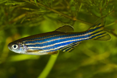 Zebra Danios ZEBRA REGULAR DANIO Danaqua Live Fish & More