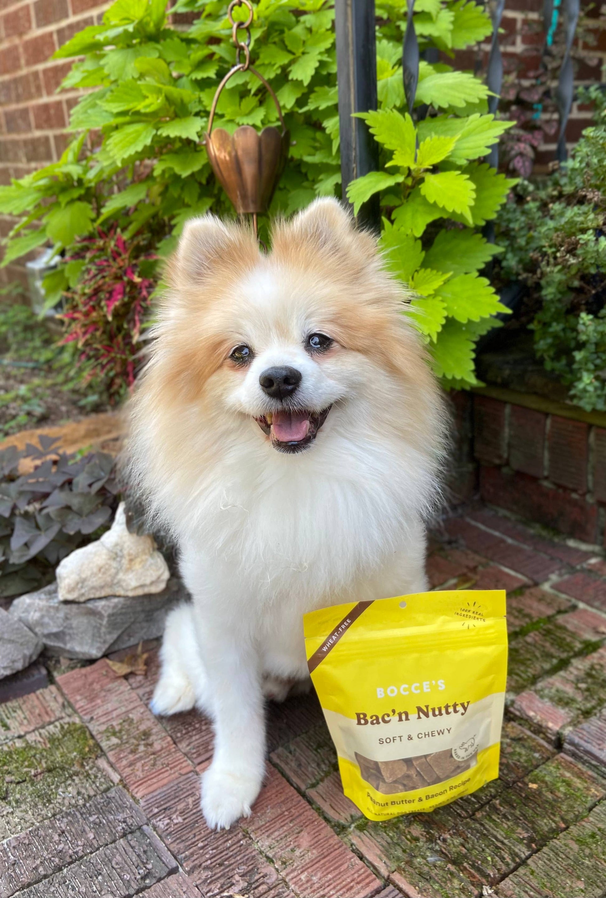 Bocce's Bakery Bac'N Nutty Soft & Chewy Dog Treats 6oz Soft & Chewy Antelope Pets