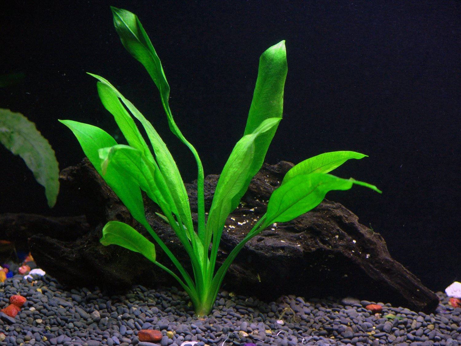 Florida 10 Species Live Aquarium Plants Bundle Aqua Leaf Aquatics
