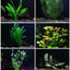 6 Species Aquarium Plants Bundle – Java Fern, Hornwort, Amazon Sword, Moneywort, Ludwigia and Cryptocoryne Aqua Leaf Aquatics