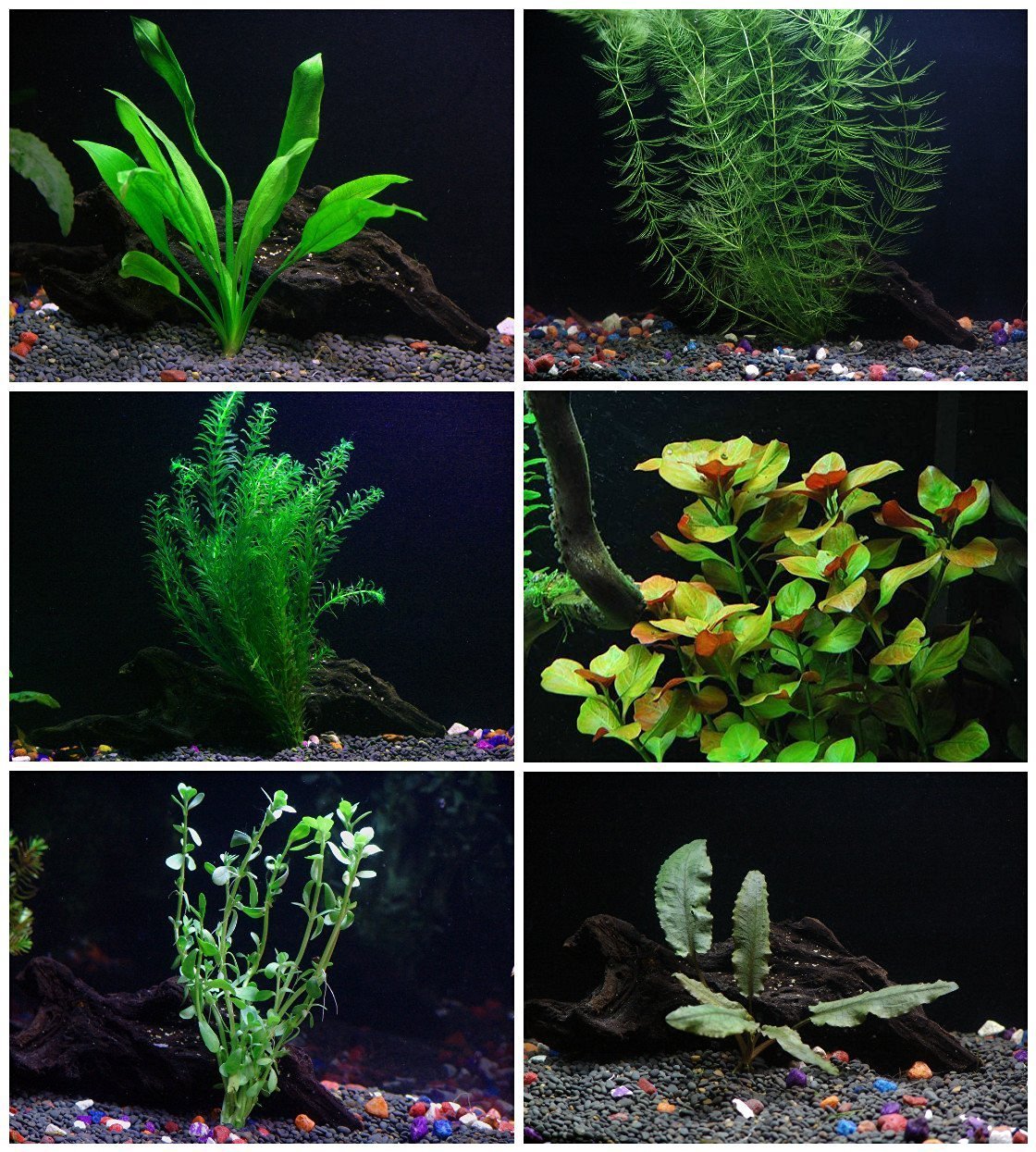 6 Species Aquarium Plants Bundle – Java Fern, Hornwort, Amazon Sword, Moneywort, Ludwigia and Cryptocoryne Aqua Leaf Aquatics