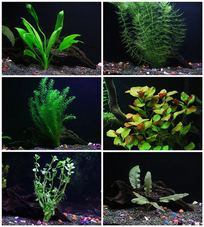 6 Species Aquarium Plants Bundle – Java Fern, Hornwort, Amazon Sword, Moneywort, Ludwigia and Cryptocoryne Aqua Leaf Aquatics