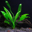 8 Species Aquarium Plants Bundle – Anacharis, Hornwort, Amazon Sword, Moneywort, Ludwigia and Cryptocoryne Aqua Leaf Aquatics