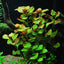 6 Species Aquarium Plants Bundle – Java Fern, Hornwort, Amazon Sword, Moneywort, Ludwigia and Cryptocoryne Aqua Leaf Aquatics