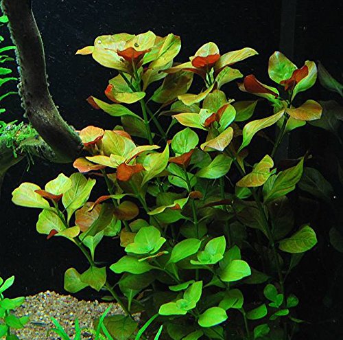 6 Species Aquarium Plants Bundle – Java Fern, Hornwort, Amazon Sword, Moneywort, Ludwigia and Cryptocoryne Aqua Leaf Aquatics
