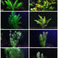 8 Species Aquarium Plants Bundle – Anacharis, Hornwort, Amazon Sword, Moneywort, Ludwigia and Cryptocoryne Aqua Leaf Aquatics