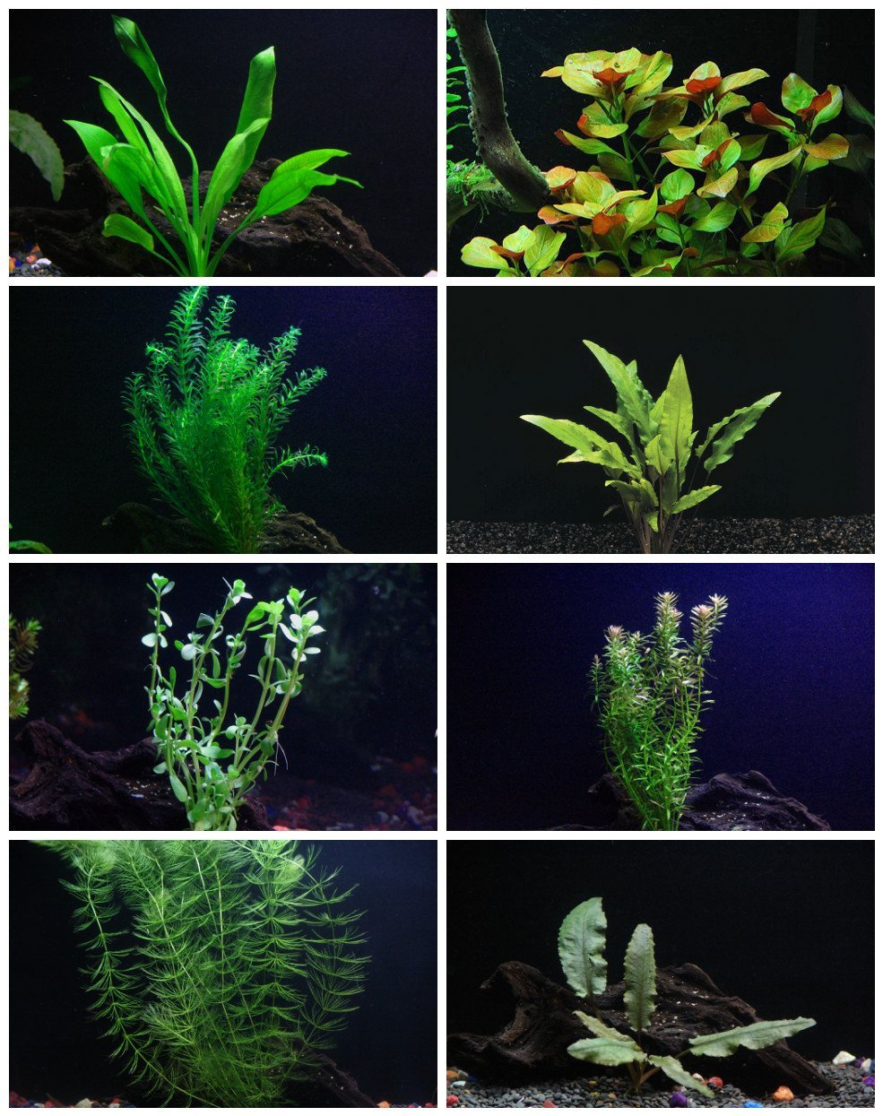 8 Species Aquarium Plants Bundle – Anacharis, Hornwort, Amazon Sword, Moneywort, Ludwigia and Cryptocoryne Aqua Leaf Aquatics